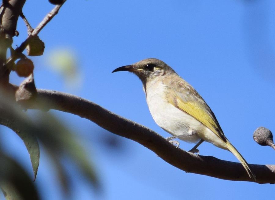 Honeyeater Brown-0003.JPG